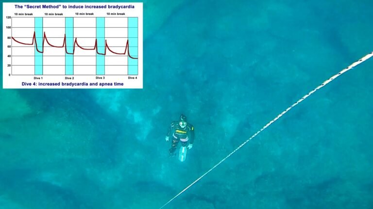 The secret method for extreme bradycardia, deeper and longer dives