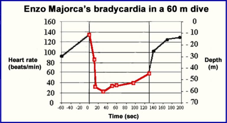 Freediving bradycardia